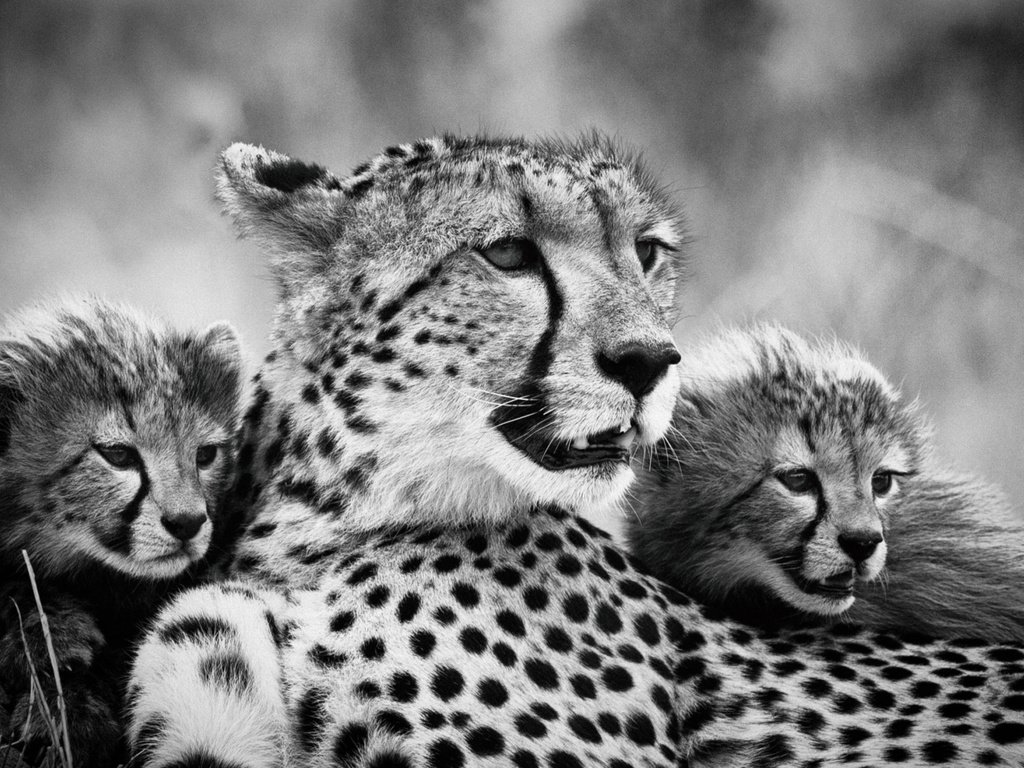 Обои мама, гепарды, детеныши, чёрно - белое фото, mom, cheetahs, cubs, black and white photo разрешение 2112x1188 Загрузить