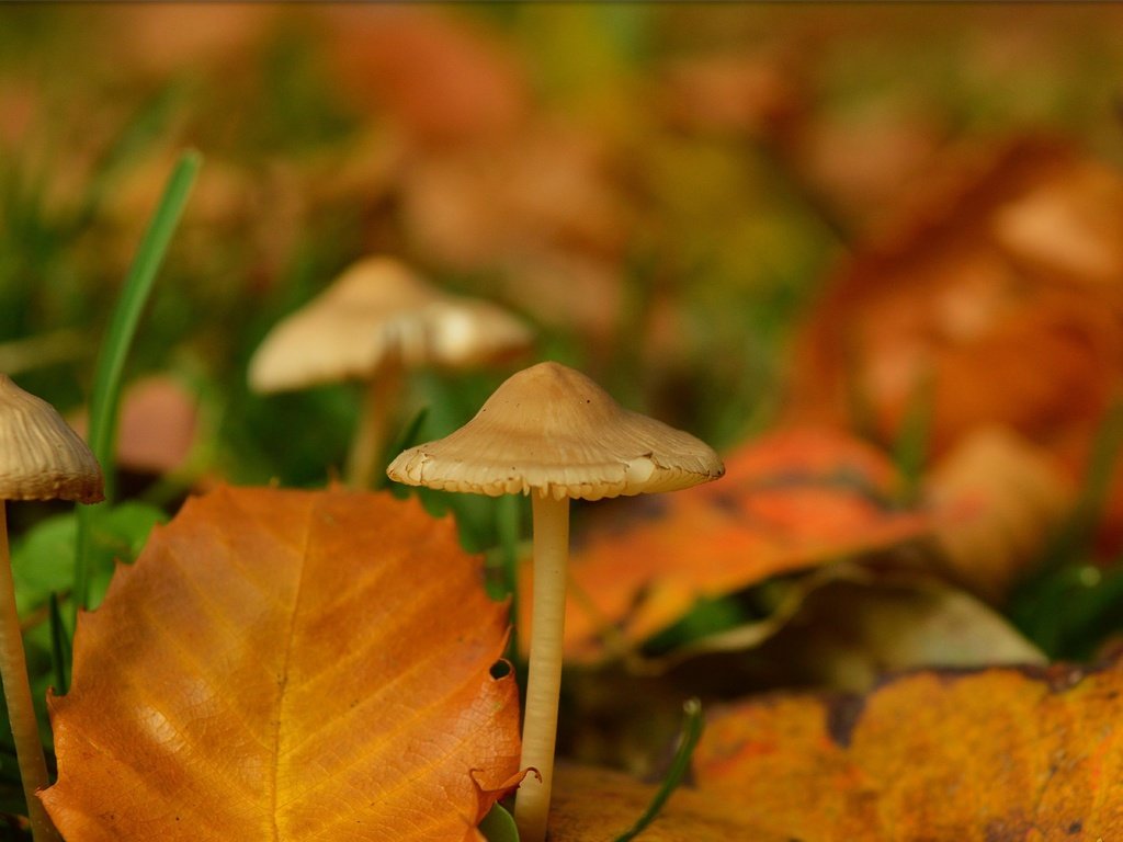 Обои природа, макро, грибы, размытость, желтые листья, nature, macro, mushrooms, blur, yellow leaves разрешение 3000x1883 Загрузить