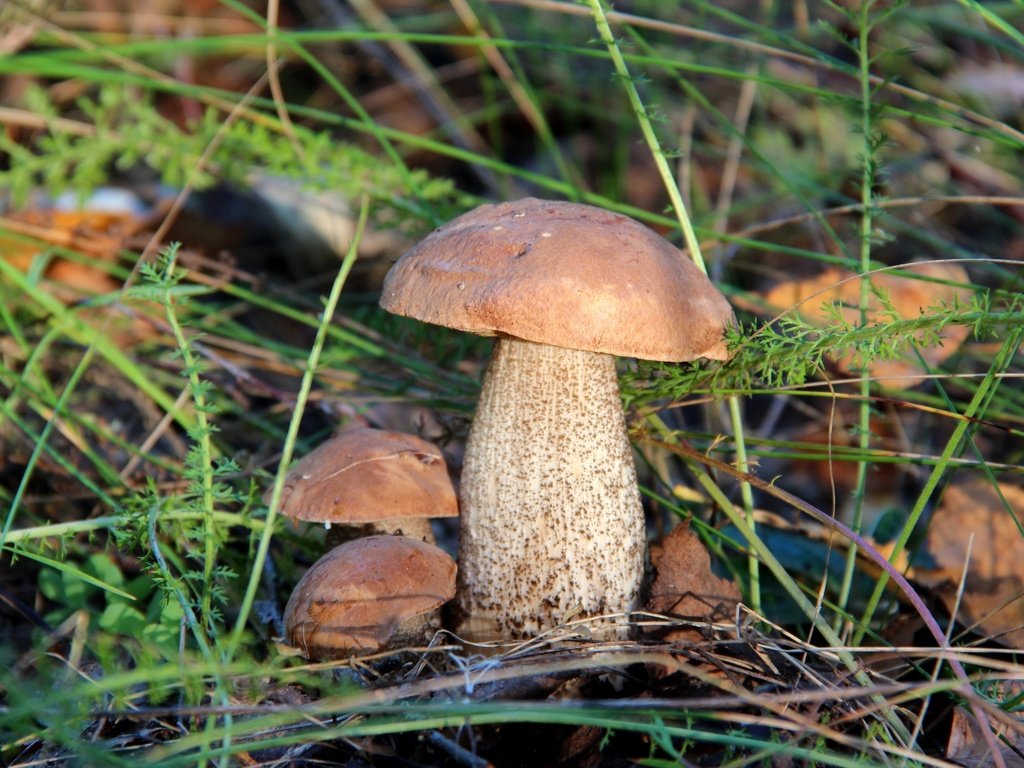 Обои трава, природа, лес, грибы, гриб, подберезовик, grass, nature, forest, mushrooms, mushroom, boletus разрешение 2400x1600 Загрузить