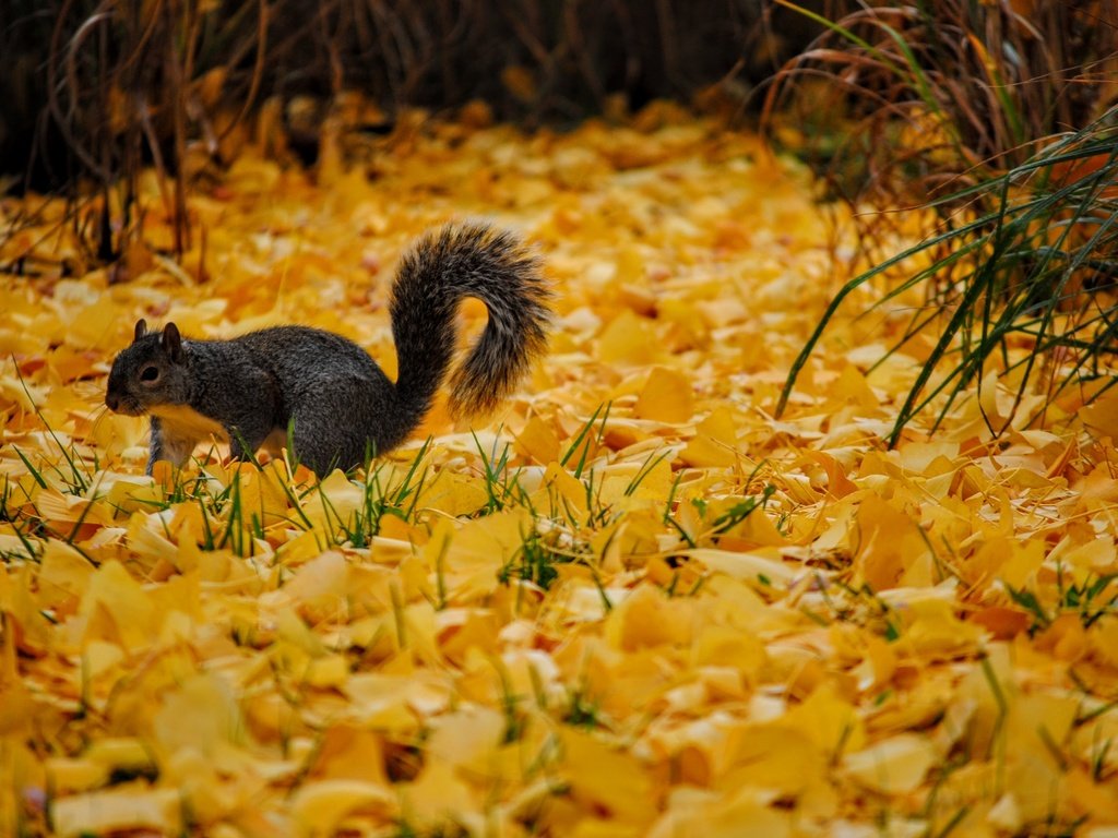 Обои осень, серая, белка, желтые, листопад, осенние листья, autumn, grey, protein, yellow, falling leaves, autumn leaves разрешение 2896x1944 Загрузить