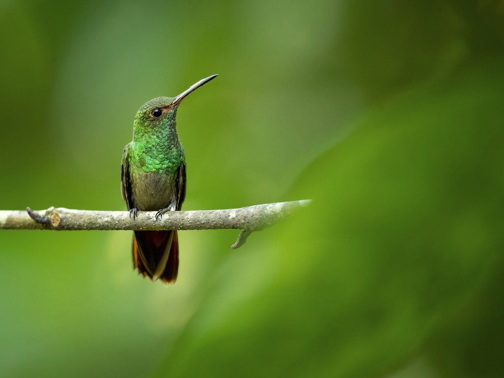 Обои ветка, фон, птица, колибри, branch, background, bird, hummingbird разрешение 2048x1366 Загрузить