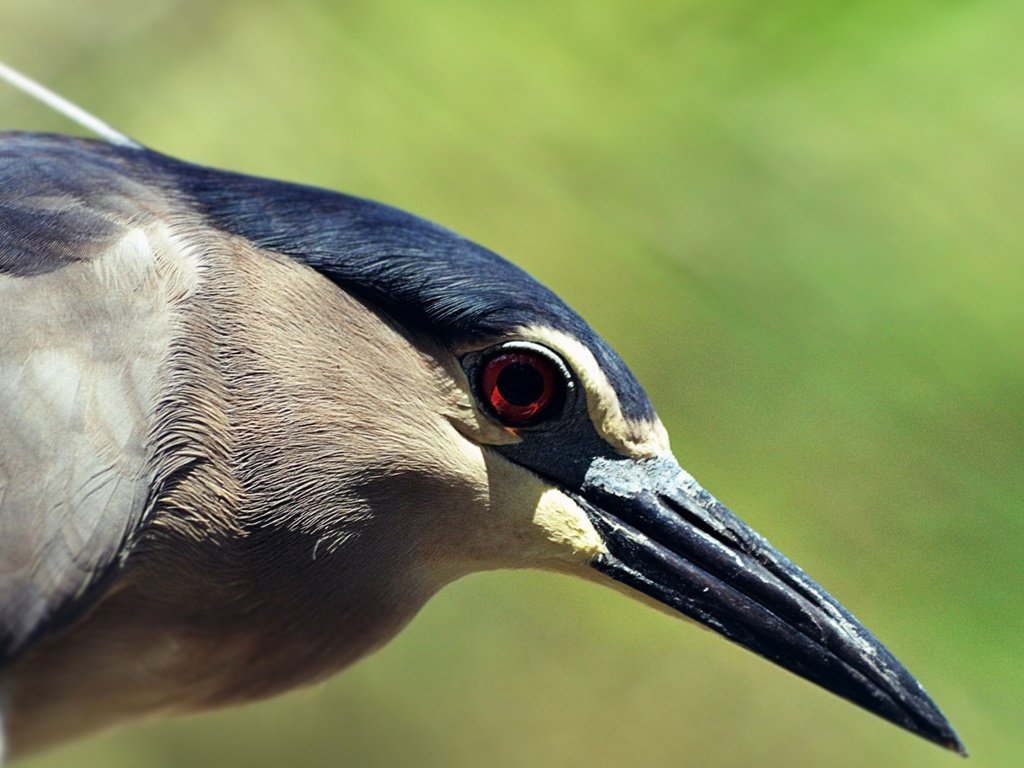 Обои птица, клюв, перья, цапля, крупным планом, кваква, bird, beak, feathers, heron, closeup разрешение 3840x2160 Загрузить