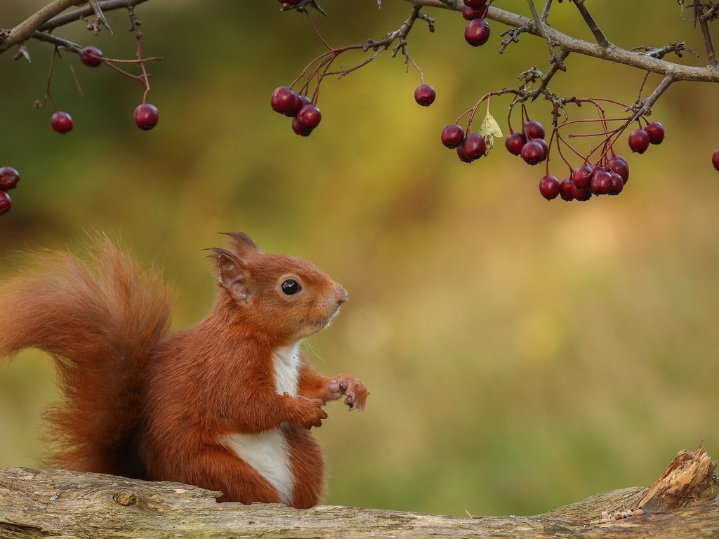 Обои природа, ветки, осень, ягоды, животное, белка, зверек, бревно, грызун, rodent, nature, branches, autumn, berries, animal, protein, log разрешение 2048x1118 Загрузить