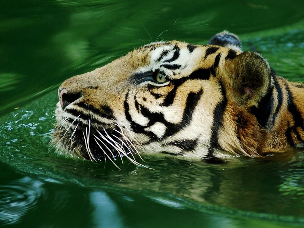 Обои тигр, вода, хищник, большая кошка, tiger, water, predator, big cat разрешение 1920x1080 Загрузить