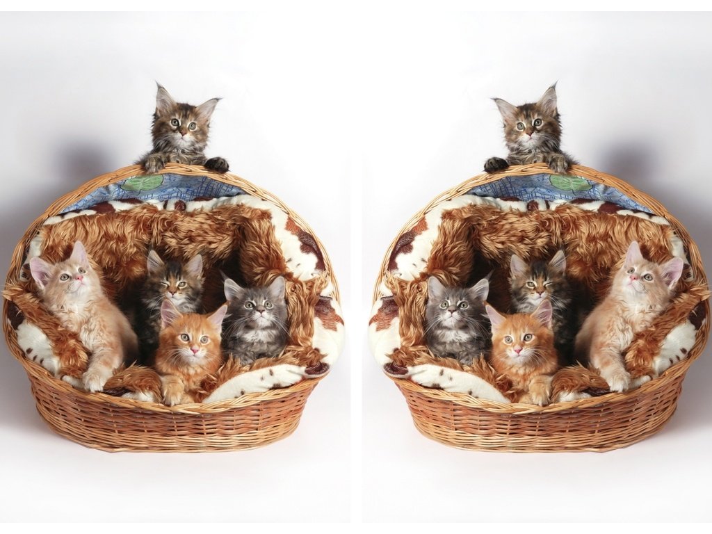 Обои кошки, котята, корзинка, мейн-кун, cats, kittens, basket, maine coon разрешение 2000x1440 Загрузить