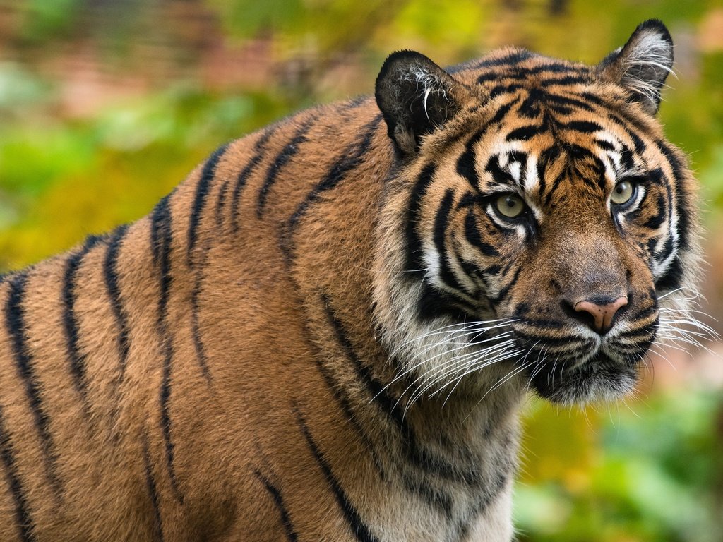Обои тигр, морда, портрет, tiger, face, portrait разрешение 3840x2400 Загрузить