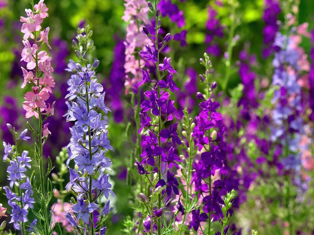 Обои цветы, стебли, дельфиниум, flowers, stems, delphinium разрешение 5184x3456 Загрузить