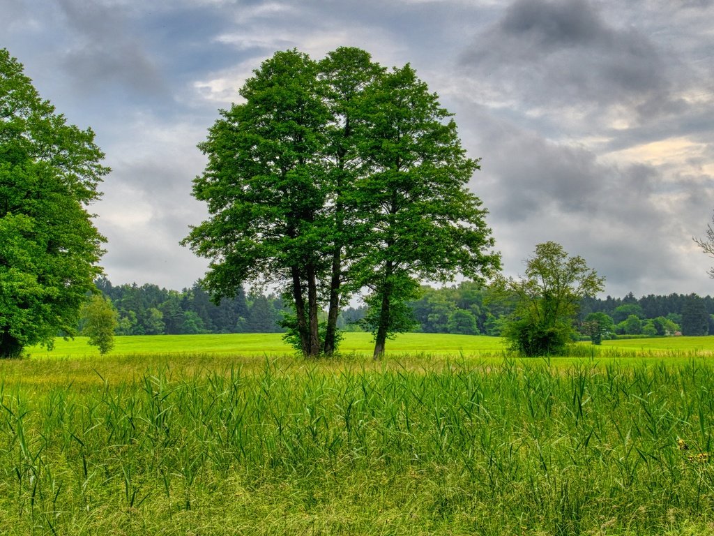 Обои трава, деревья, природа, лето, grass, trees, nature, summer разрешение 3840x2160 Загрузить