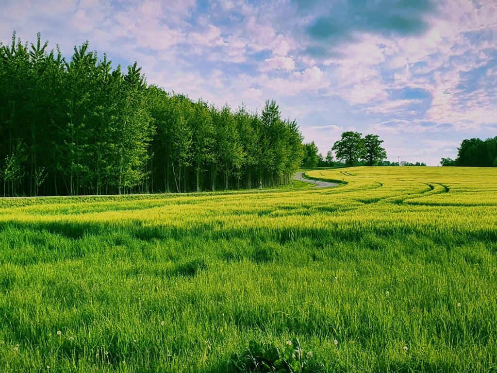 Обои трава, природа, лес, поле, grass, nature, forest, field разрешение 3840x2160 Загрузить