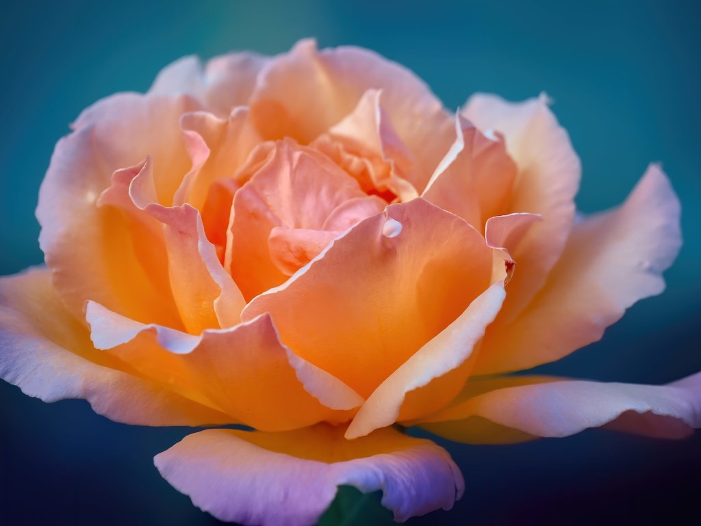 Обои цветок, роза, лепестки, flower, rose, petals разрешение 5184x3456 Загрузить