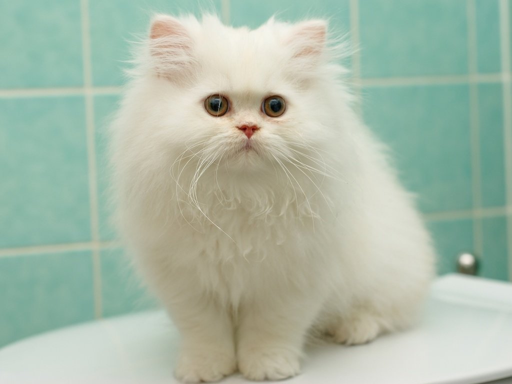 Обои котенок, пушистый, белый, перс, персидская кошка, kitty, fluffy, white, pers, persian cat разрешение 2048x1371 Загрузить