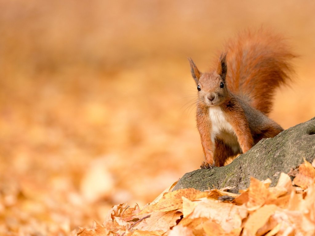 Обои листья, осень, животное, белка, коричневый, leaves, autumn, animal, protein, brown разрешение 2560x1600 Загрузить