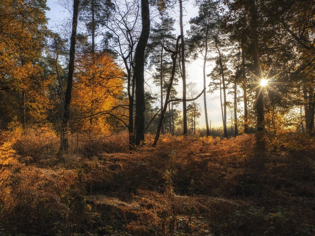 Обои деревья, природа, лес, осень, солнечные лучи, trees, nature, forest, autumn, the sun's rays разрешение 3840x2160 Загрузить