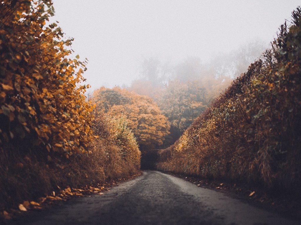 Обои дорога, лес, листья, пейзаж, туман, осень, road, forest, leaves, landscape, fog, autumn разрешение 5469x3646 Загрузить