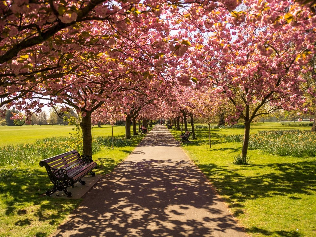 Обои цветение, парк, тень, весна, скамейка, солнечный свет, flowering, park, shadow, spring, bench, sunlight разрешение 6000x4000 Загрузить