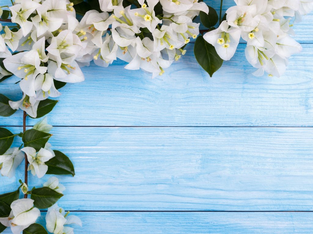 Обои цветы, цветение, весна, белые, flowers, flowering, spring, white разрешение 5169x3446 Загрузить