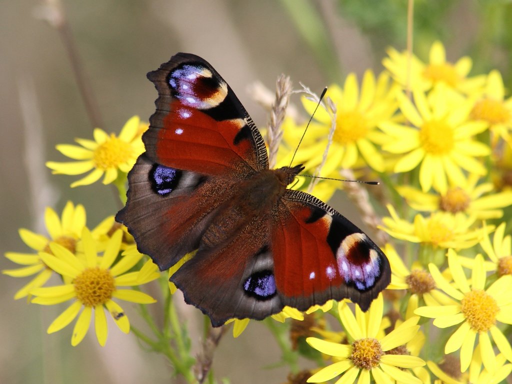 Обои цветы, природа, макро, насекомое, бабочка, желтые, боке, flowers, nature, macro, insect, butterfly, yellow, bokeh разрешение 3840x2160 Загрузить