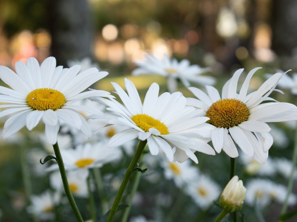 Обои цветы, ромашки, белые, клумба, боке, flowers, chamomile, white, flowerbed, bokeh разрешение 3600x2400 Загрузить