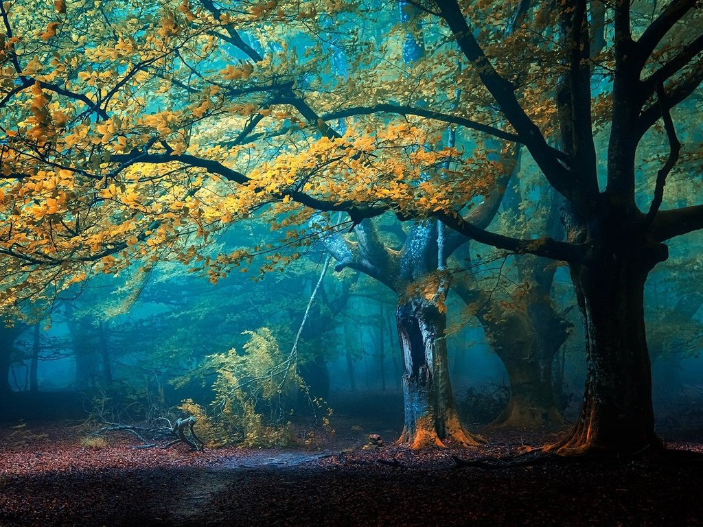 Обои деревья, лес, туман, осень, тропинка, trees, forest, fog, autumn, path разрешение 2048x1365 Загрузить