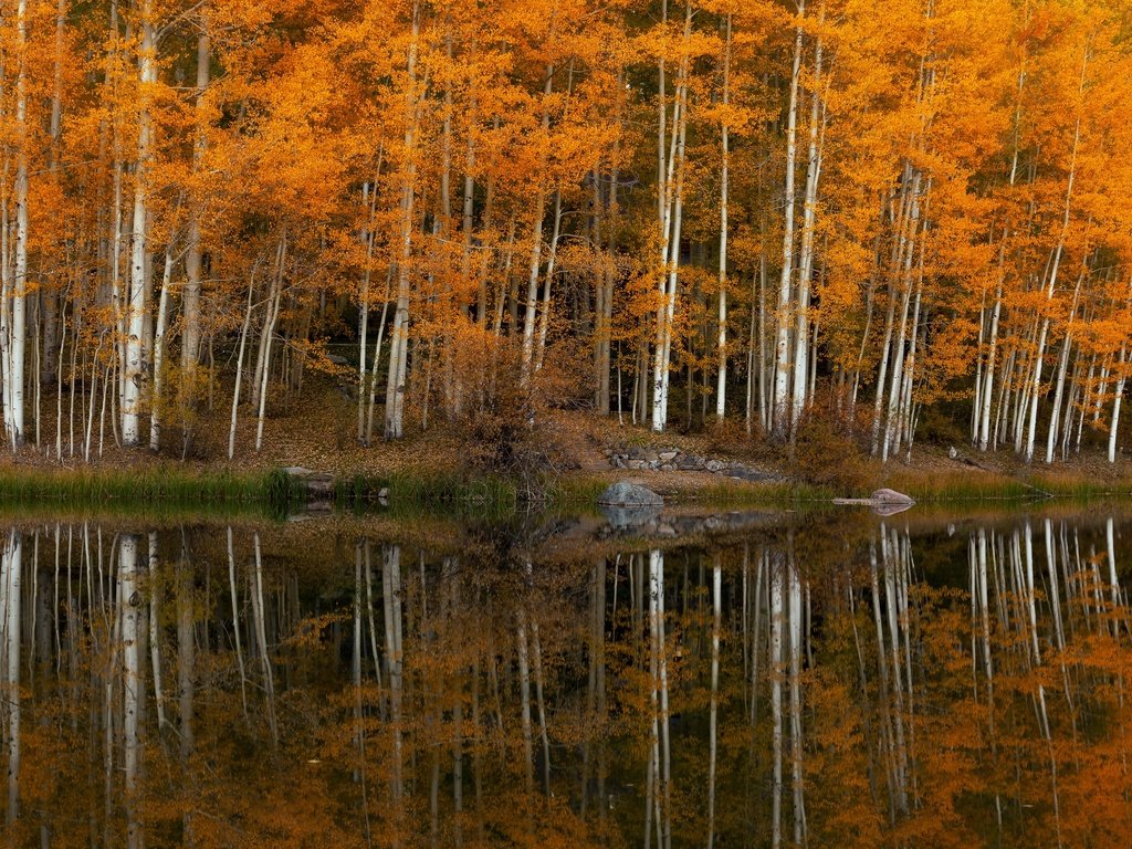 Обои деревья, озеро, trees, lake разрешение 3840x2160 Загрузить