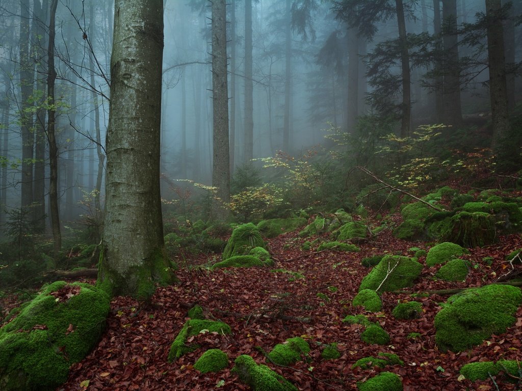 Обои деревья, природа, камни, лес, туман, trees, nature, stones, forest, fog разрешение 2048x1365 Загрузить