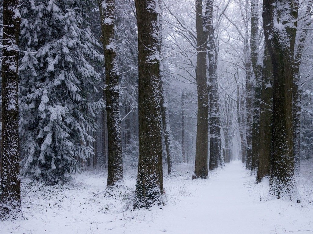 Обои деревья, снег, природа, лес, зима, нидерланды, trees, snow, nature, forest, winter, netherlands разрешение 2048x1365 Загрузить