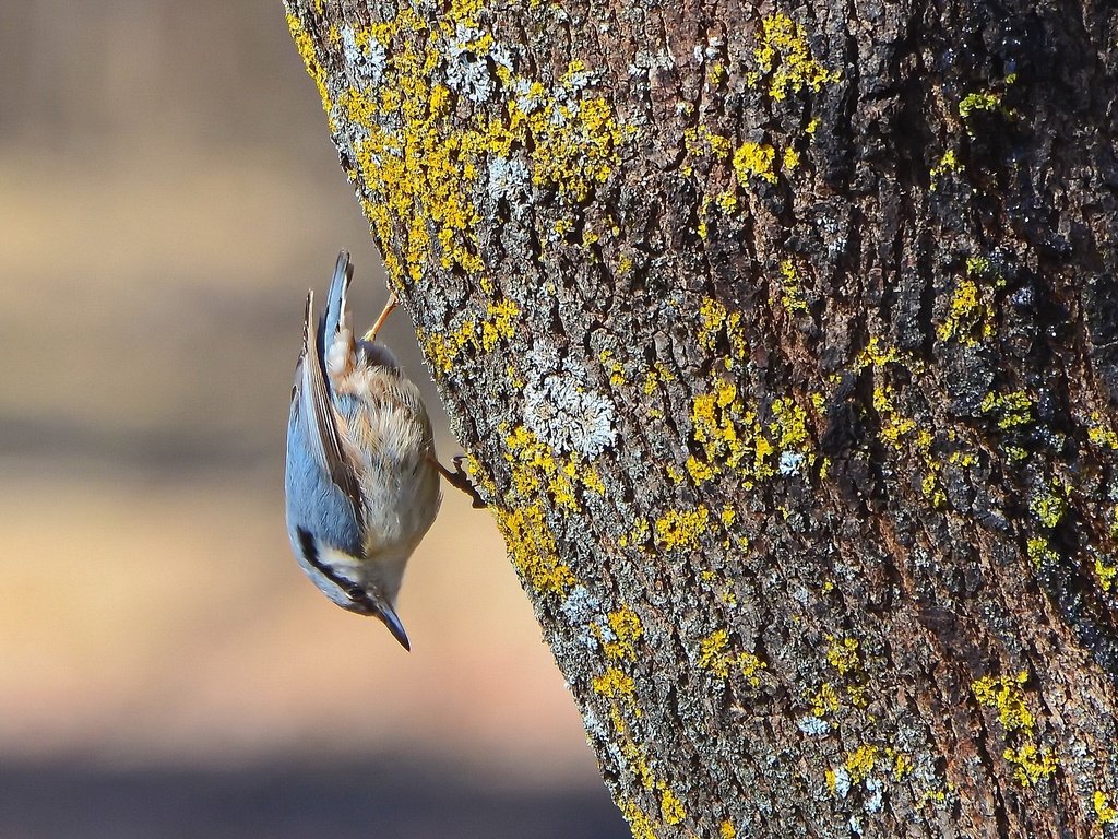 Обои дерево, птица, весна, поползень-крошка, tree, bird, spring, nuthatch-baby разрешение 2339x1563 Загрузить