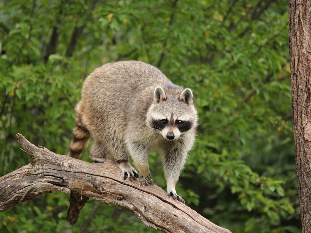 Обои дерево, взгляд, енот, tree, look, raccoon разрешение 3840x2560 Загрузить