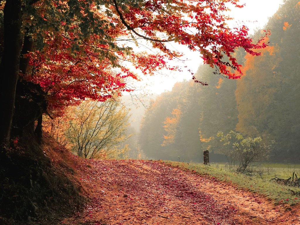 Обои дорога, деревья, природа, лес, туман, осень, road, trees, nature, forest, fog, autumn разрешение 3118x1944 Загрузить