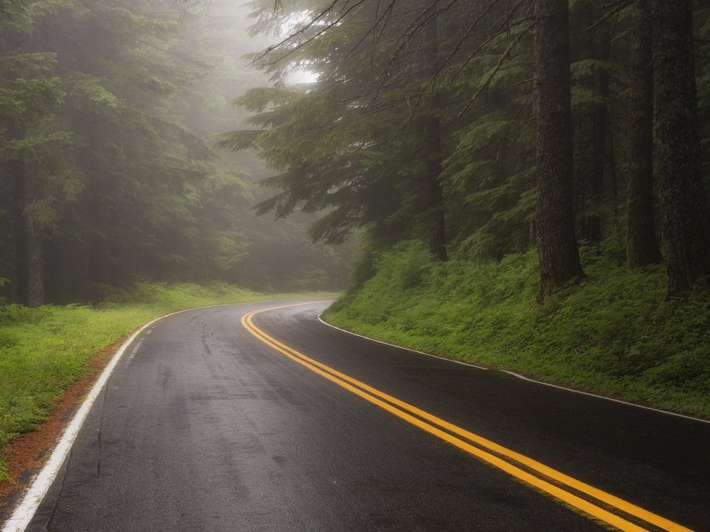 Обои дорога, лес, туман, road, forest, fog разрешение 3840x2160 Загрузить