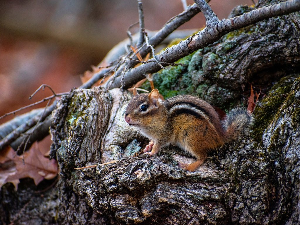 Обои коряга, пень, бурундук, грызун, snag, stump, chipmunk, rodent разрешение 2880x1920 Загрузить