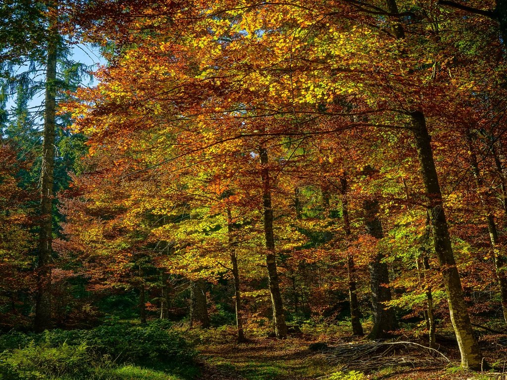 Обои лес, листва, осень, краски осени, forest, foliage, autumn, the colors of autumn разрешение 3840x2160 Загрузить