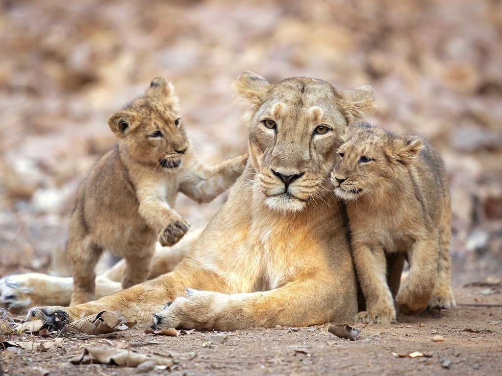 Обои львята, львица, прайд, the cubs, lioness, pride разрешение 2500x1667 Загрузить