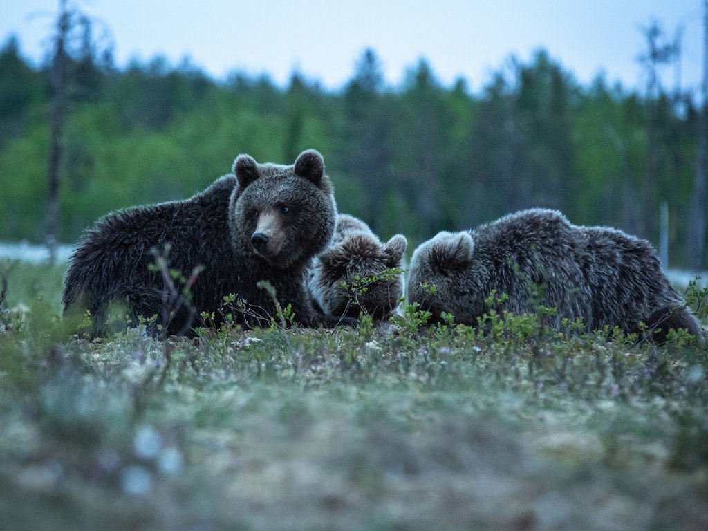 Обои медведи, bears разрешение 3200x2000 Загрузить