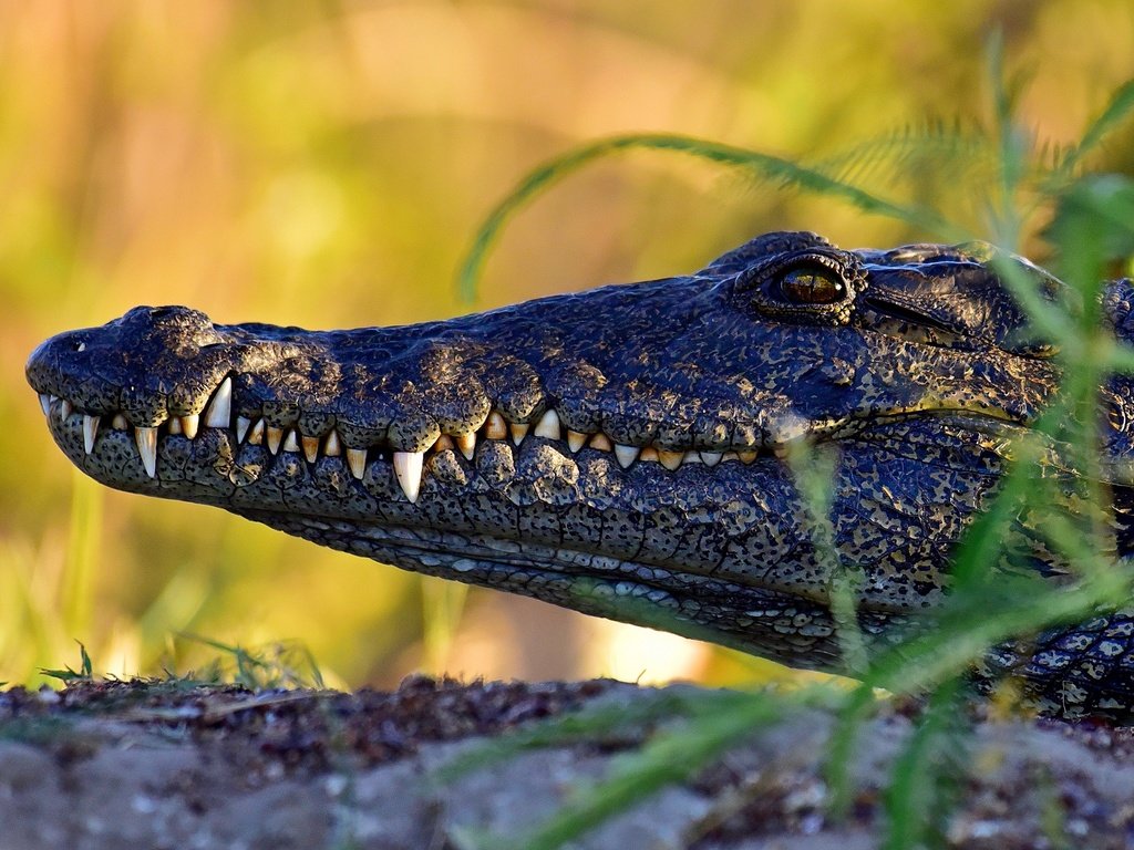 Обои морда, профиль, крокодил, face, profile, crocodile разрешение 2880x1923 Загрузить