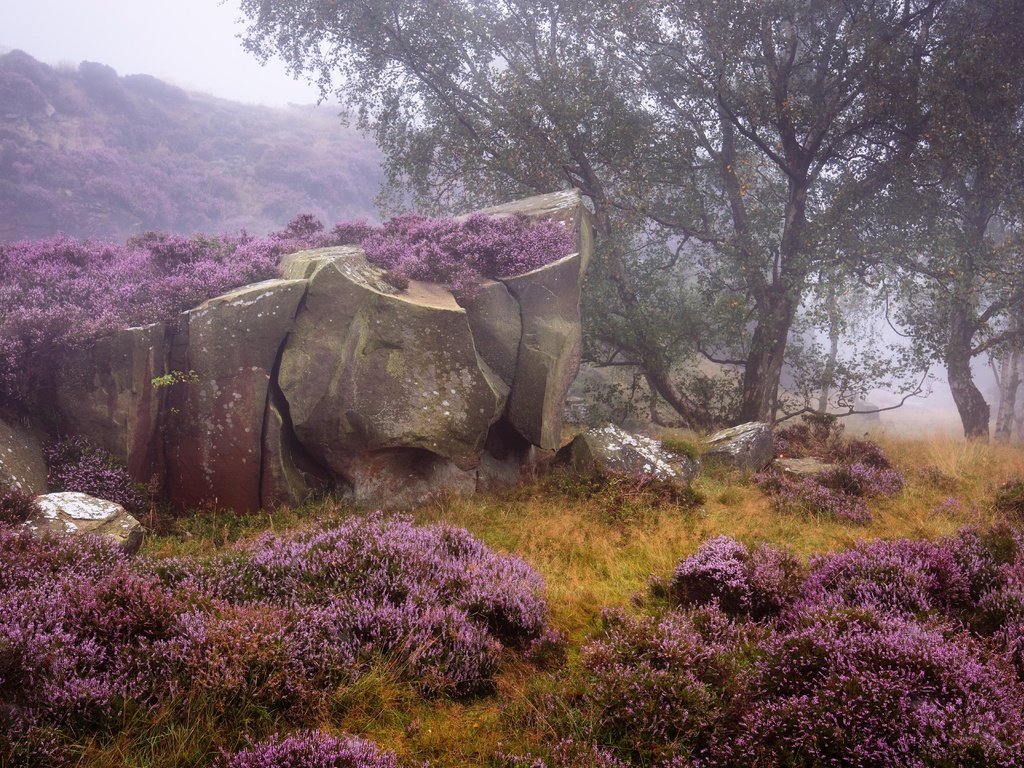 Обои небо, деревья, природа, камни, англия, вереск, пик-дистрикт, the sky, trees, nature, stones, england, heather, the peak district разрешение 7680x4320 Загрузить