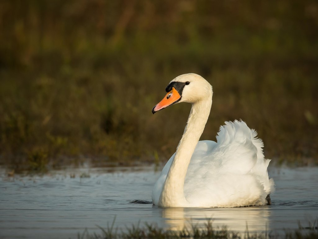 Обои осень, птица, лебедь, autumn, bird, swan разрешение 4096x2731 Загрузить