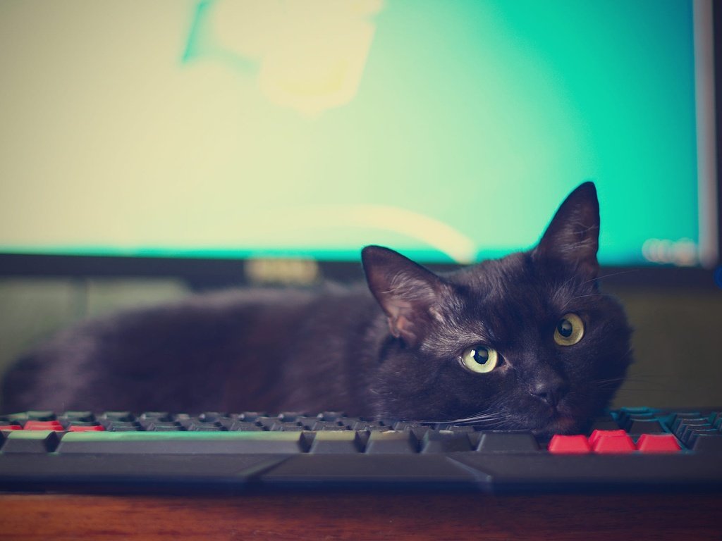 Обои поза, компьютер, кот, мордочка, кошка, взгляд, черный, лежит, монитор, клавиатура, keyboard, pose, computer, cat, muzzle, look, black, lies, monitor разрешение 2000x1348 Загрузить