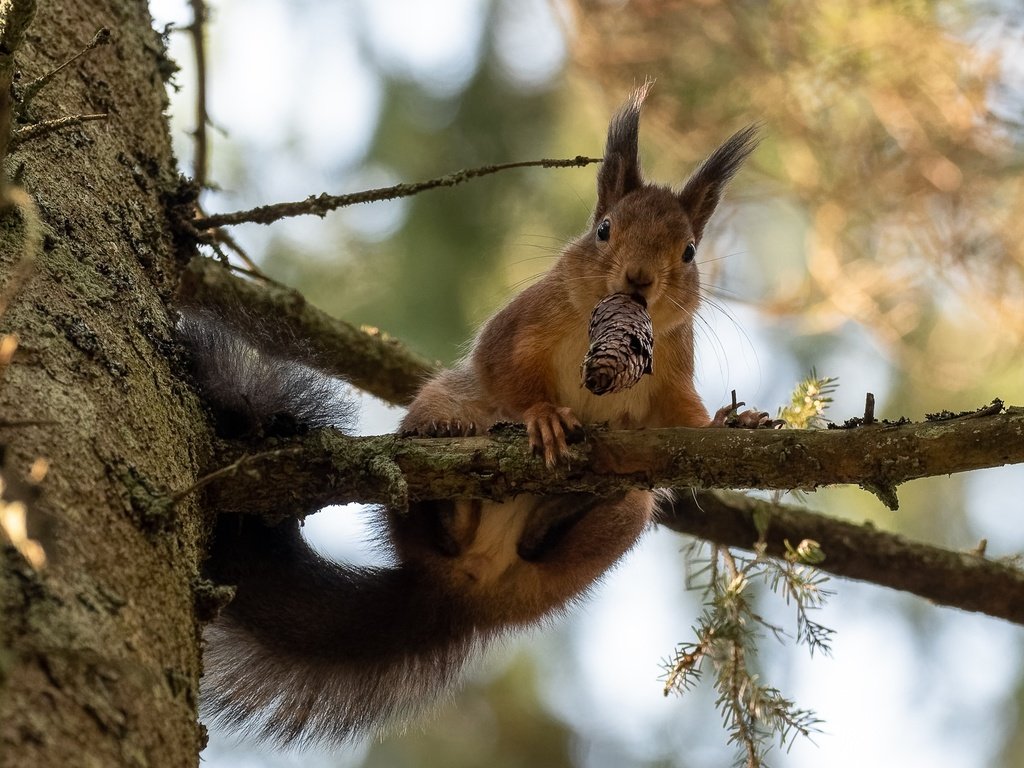 Обои природа, дерево, ветки, шишка, белка, зверек, грызун, nature, tree, branches, bump, protein, animal, rodent разрешение 2047x1365 Загрузить