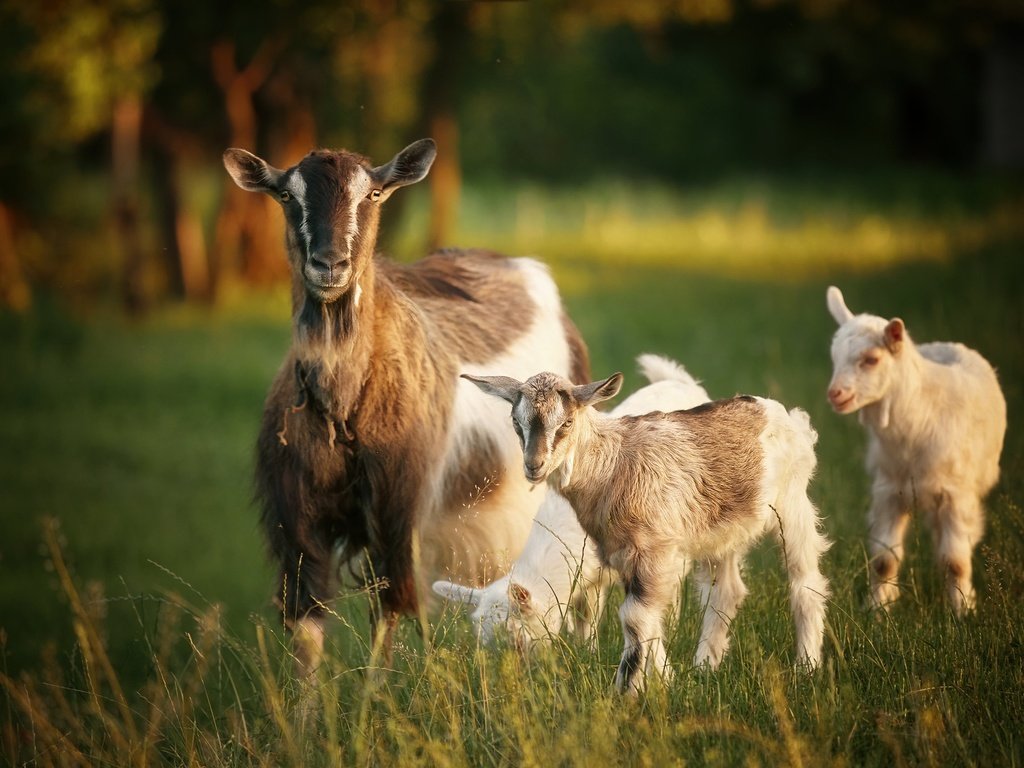 Обои природа, лето, козы, nature, summer, goats разрешение 2048x1366 Загрузить