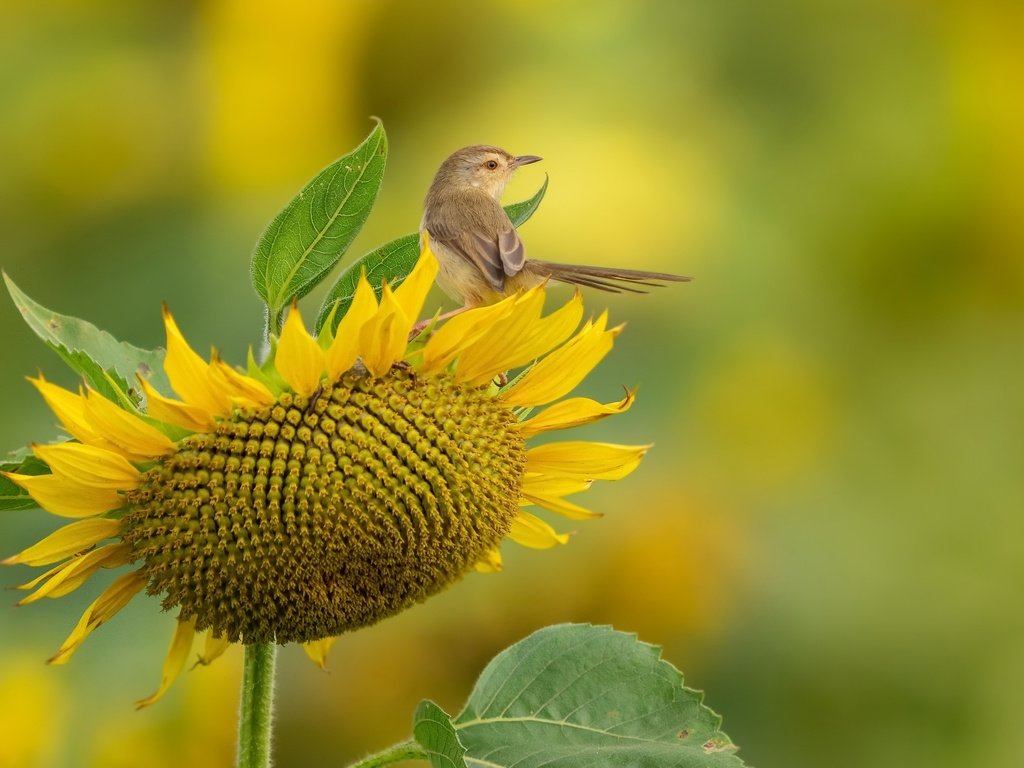 Обои природа, подсолнух, птица, nature, sunflower, bird разрешение 3840x2160 Загрузить