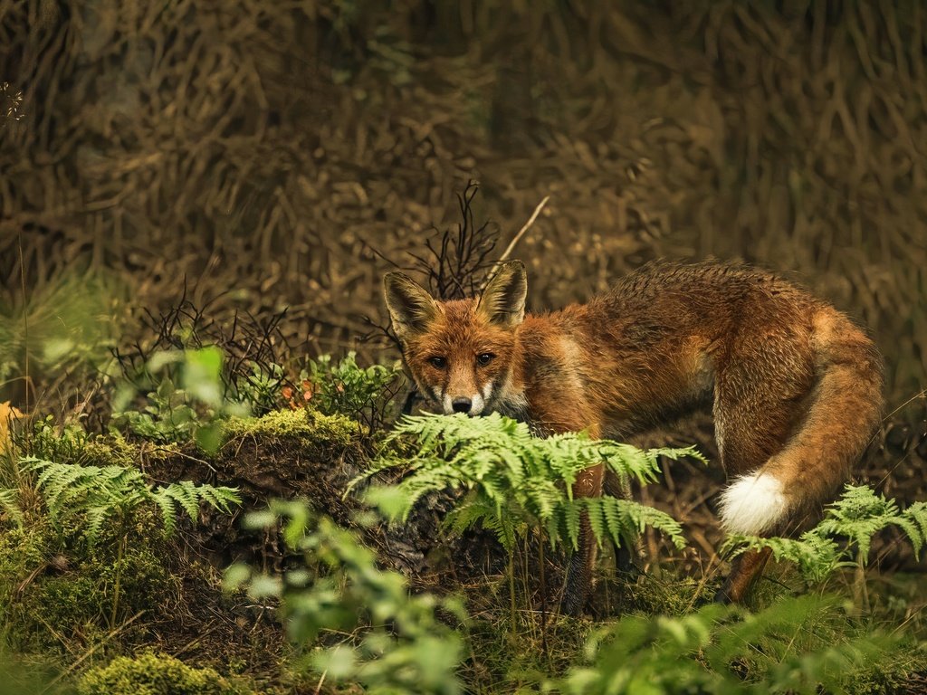 Обои природа, поза, взгляд, лиса, папоротник, заросли, боке, nature, pose, look, fox, fern, thickets, bokeh разрешение 3840x2560 Загрузить