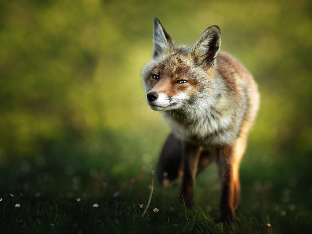 Обои природа, поза, взгляд, лиса, прогулка, боке, nature, pose, look, fox, walk, bokeh разрешение 2000x1417 Загрузить