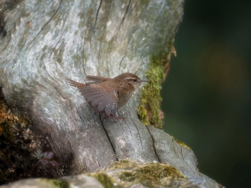 Обои природа, птица, крапивник, nature, bird, wren разрешение 3192x2124 Загрузить