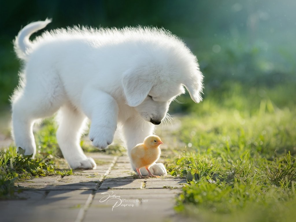 Обои птенец, собака, щенок, цыплёнок, знакомство, chick, dog, puppy, chicken, familiarity разрешение 2560x1708 Загрузить