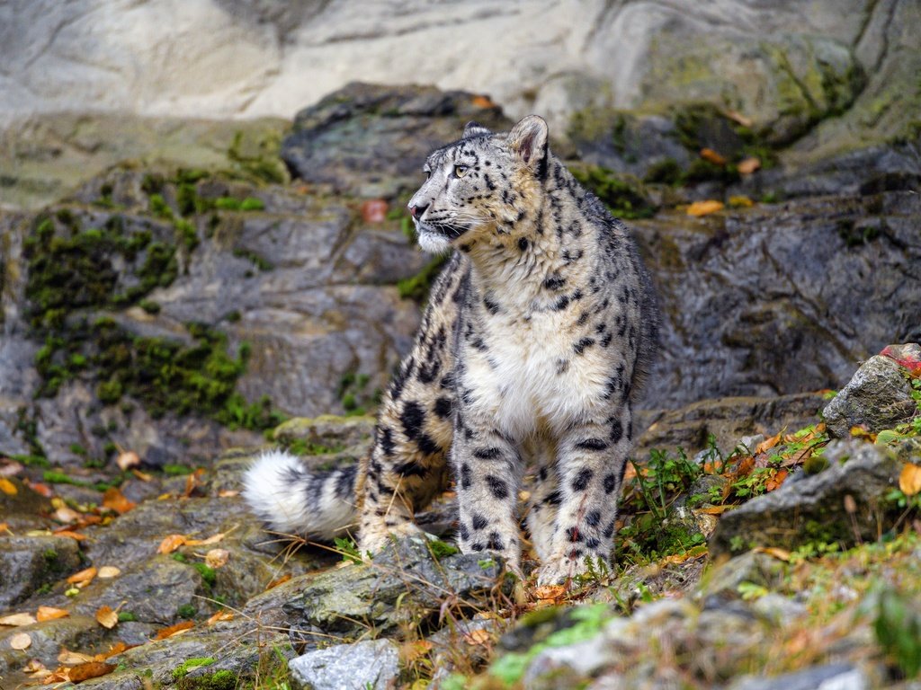 Обои скалы, природа, камни, листья, взгляд, осень, снежный барс, ирбис, rocks, nature, stones, leaves, look, autumn, snow leopard, irbis разрешение 2880x1920 Загрузить