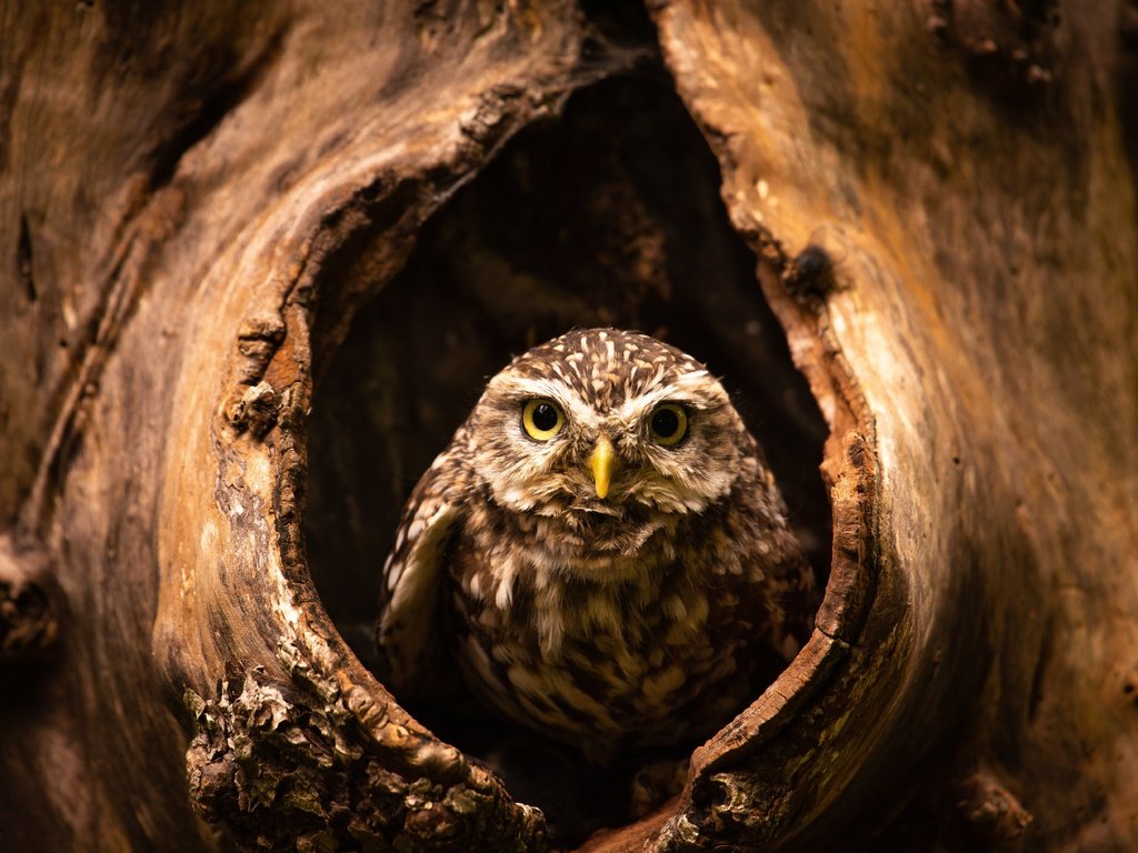 Обои сова, дерево, взгляд, птица, дупло, сыч, owl, tree, look, bird, the hollow разрешение 6016x4016 Загрузить