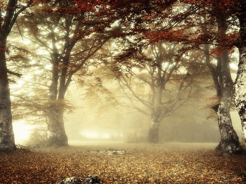 Обои свет, лес, утро, туман, ветки, листва, осень, light, forest, morning, fog, branches, foliage, autumn разрешение 3840x2160 Загрузить