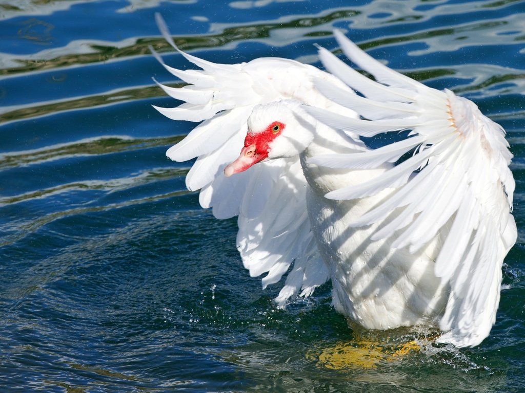 Обои свет, вода, водоем, птица, перья, гусь, взмах крыльев, light, water, pond, bird, feathers, goose, flap разрешение 4267x2847 Загрузить