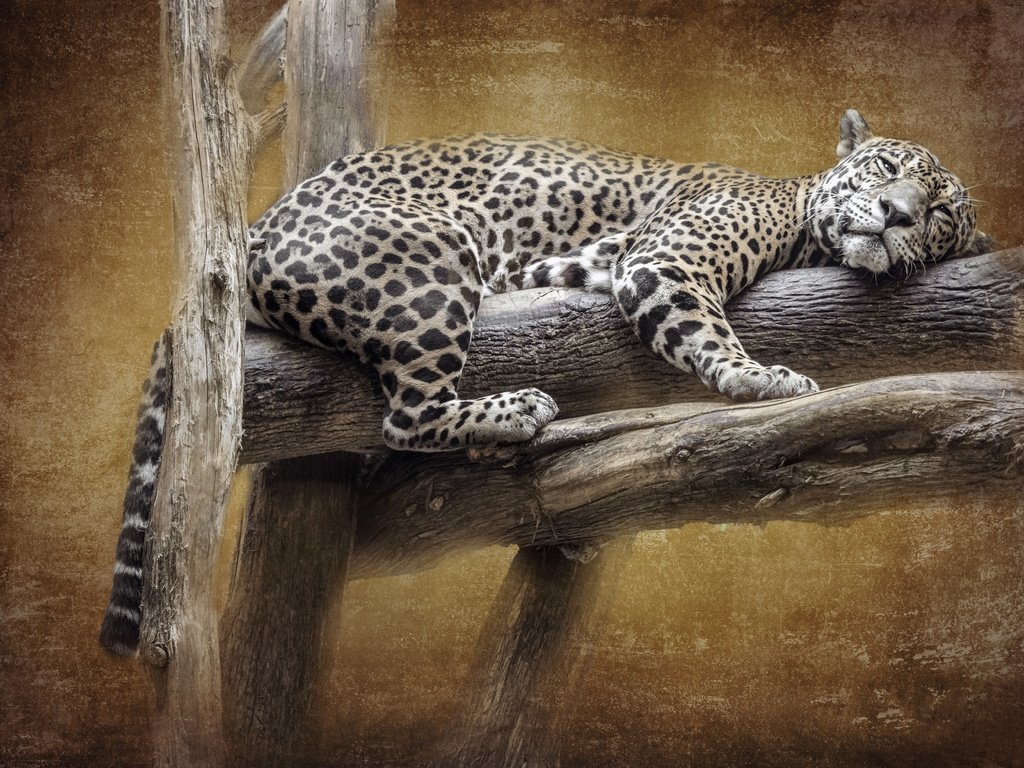 Обои текстура, фон, поза, лежит, ягуар, бревна, texture, background, pose, lies, jaguar, logs разрешение 5184x3888 Загрузить